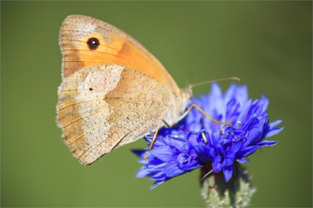 Papillon - L'Herbier de la clape