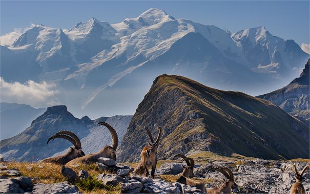 Vue sur le mont Blanc avec en premier plan un troupeau de Bouquetins sur le Désert de Platé - OT Fla