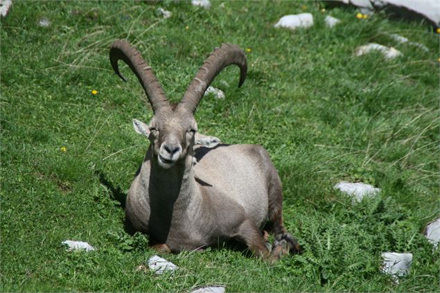 Mouflon, faune sauvage en vallée d'Abondance - Béatrice FEL