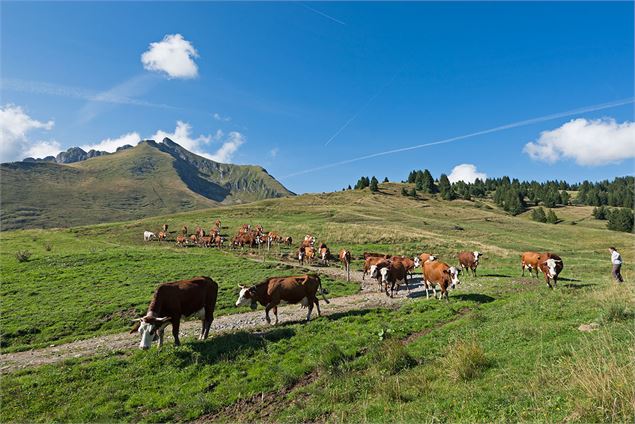 L'alpage et les vaches - Yvan Tisseyre / OT Vallée d'Aulps