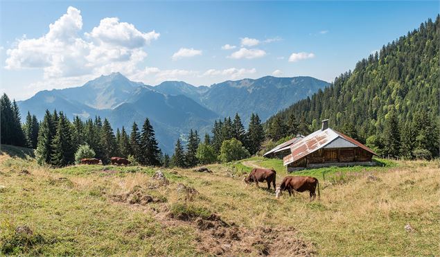 Chalet d'alpage et vaches en pâturage - Yvan Tisseyre / OT Vallée d'Aulps