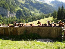 à l'abreuvoir...