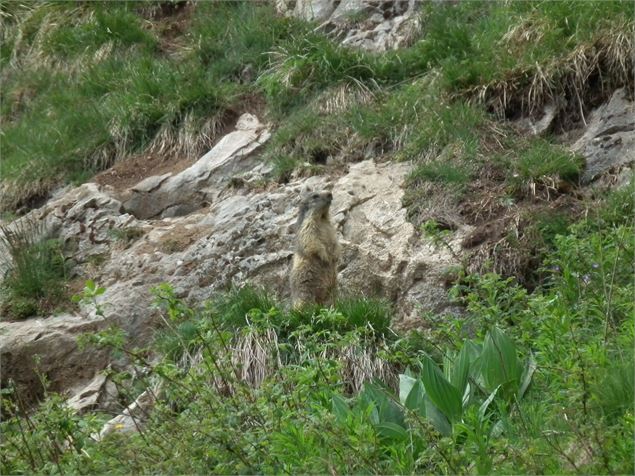 Marmotte dans la vallée d'Abondance - 2CVA