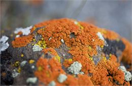 Exposition permanente de minéraux et lichen à Val Cenis-Bramans - Pixabay