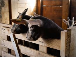 Chèvre de savoie de la ferme des étroits - X. Aury