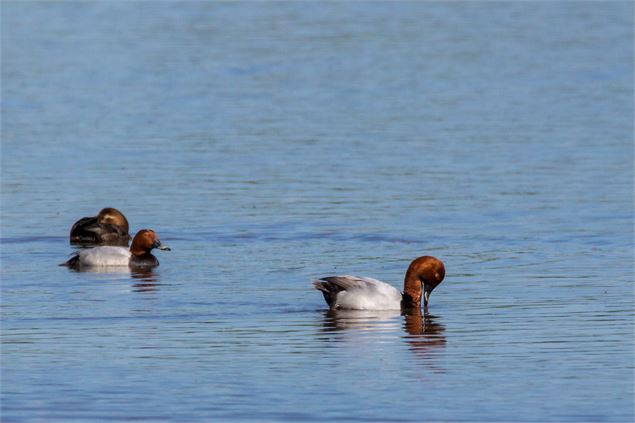 Fuligules milouin - M.Zeilfelder