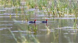 À la rencontre des oiseaux de la Dombes - AureLphotog