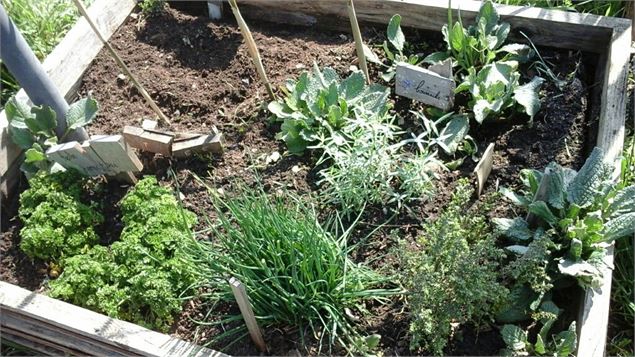 Photo du potager