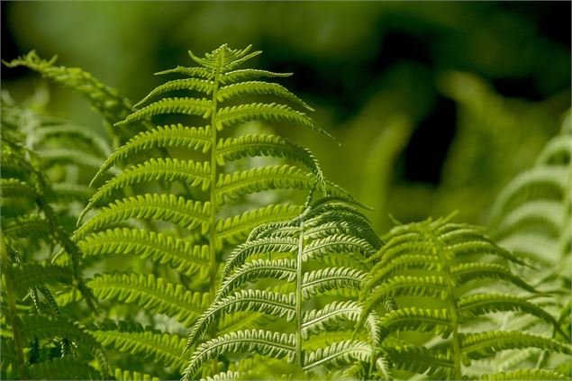 Vente de plantes_Corbonod
