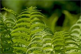 Vente de plantes_Corbonod