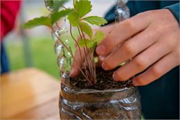 Atelier créatif : Kokedama_Annecy - Ville d'Annecy