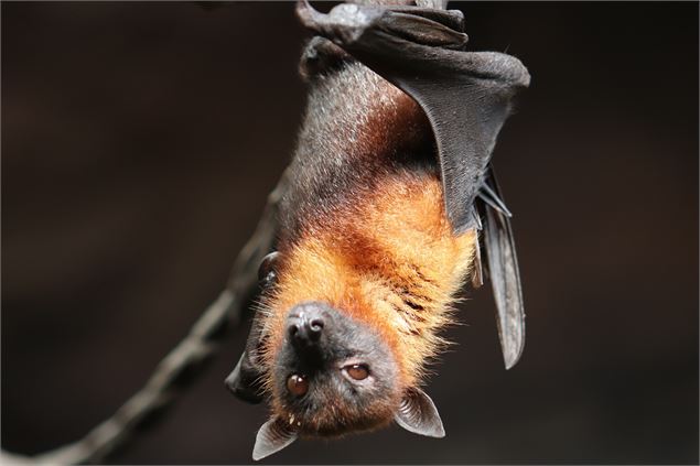 Atelier découverte : nuit de la chauve-souris_Annecy - Morchfoto / Signe Allerslev de Pixabay