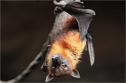 Atelier découverte : nuit de la chauve-souris_Annecy - Morchfoto / Signe Allerslev de Pixabay