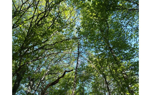 Bain de Forêt avec Activ'Plein Air - Activ' Plein Air