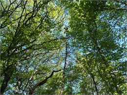 Bain de Forêt avec Activ'Plein Air - Activ' Plein Air