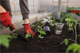 Marché aux plantes