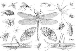 Illustration - pixabay.com