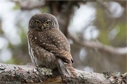 Nocturne : Chouette soirée dans les bois_Thônes - Frédéric Pelsy