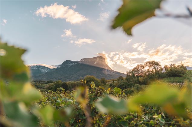 Le Mont Granier vu depuis les vignes de Chignin - Alpigraphie