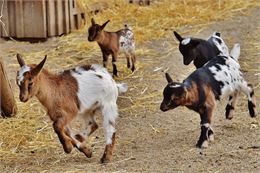 Semaine Famille Plus - Animation autour des fromages à la Ferme du P'tit Mont - Unsplash