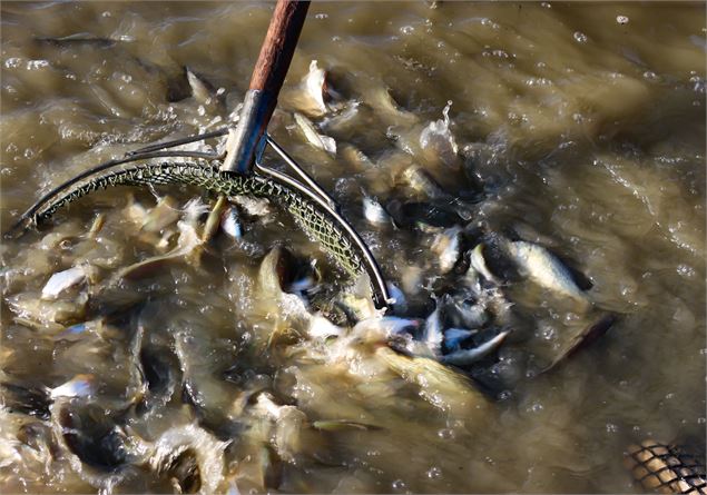 Poissons des étangs de la Dombes - Claire Curt