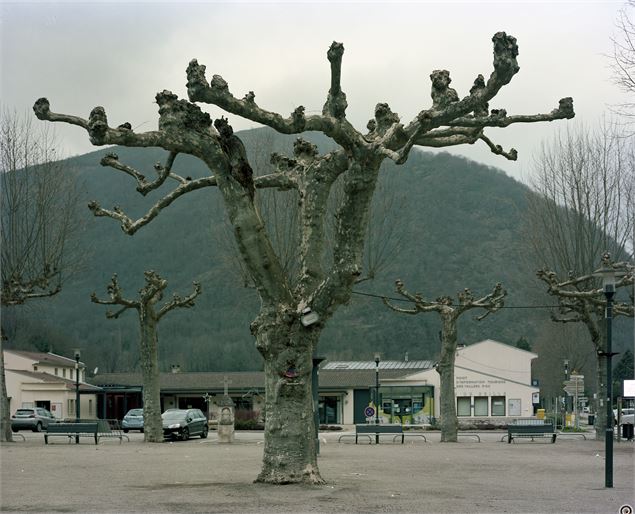L’arbre de Cedric (Les Arbres), plan film 4x5 inches, négatif couleur, Dimension variable, 2020-2025