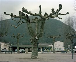 L’arbre de Cedric (Les Arbres), plan film 4x5 inches, négatif couleur, Dimension variable, 2020-2025