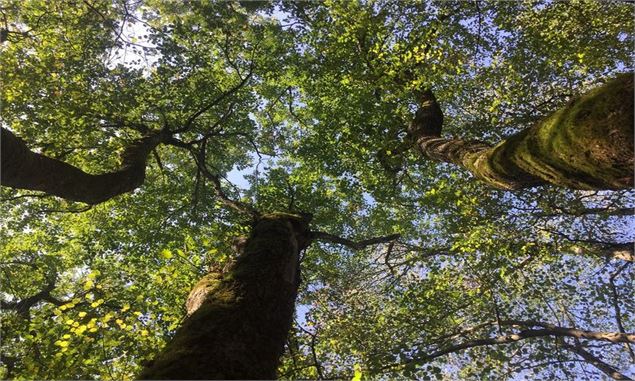 La forêt, mon espace de liberté_Sainte-Marie-d'Alvey - Magali Natur'Harmonie