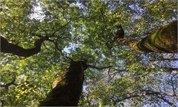 La forêt, mon espace de liberté_Sainte-Marie-d'Alvey - Magali Natur'Harmonie