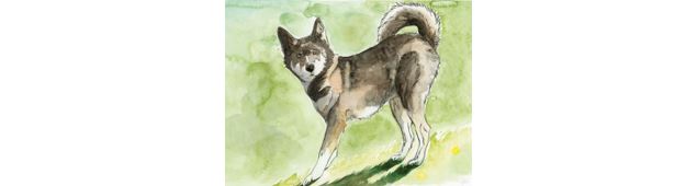 chien - médiathèque d'hermillon