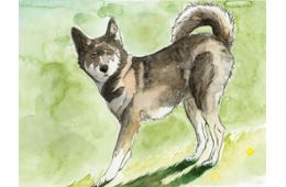 chien - médiathèque d'hermillon