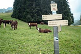 Visite de la ferme du Féto en alpage - Marie El-Hajal - OT PEVA LME