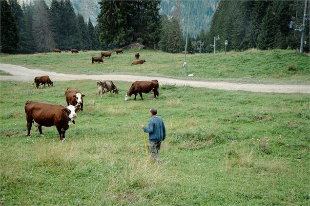 Régis Mouthon et ses vaches en pâture - Marie El-Hajal