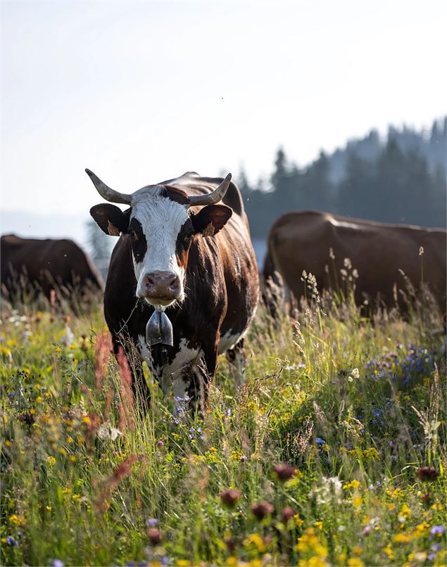 Visite de ferme et dégustation_Saint-Jean-de-Sixt - Tilby Vattard