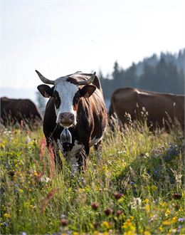 Visite de ferme et dégustation_Saint-Jean-de-Sixt - Tilby Vattard