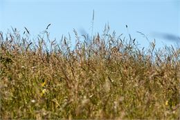 herbes et fleurs des champs avant les foins - Didier Gourbin / Chambéry métropole