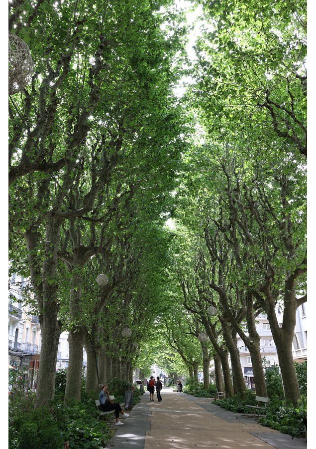 Archisamedis (tout public): les arbres de Chambéry_Chambéry - Didier Mazué-Ville de Chambéry