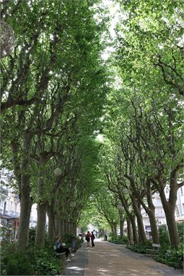Archisamedis (tout public): les arbres de Chambéry_Chambéry - Didier Mazué-Ville de Chambéry