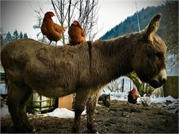 Visite contée et poétique d'une ferme de montagne_Mieussy - Claire OBELLIANNE