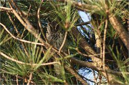Hibou dans un arbre - Elise Monschein