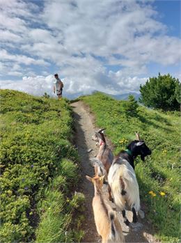 Balade avec les chèvres aux gouilles d'Essertze_Thyon