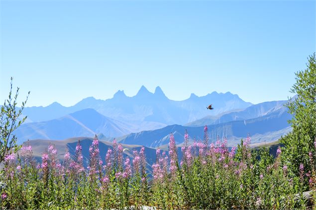 Oiseau face aux Aiguilles d'Arves - © OT Saint Sorlin d'Arves - V Bellot-Mauroz