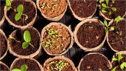 Marché troc de plants et de graines_Thusy