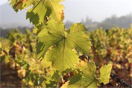 Prenez la clé des champs au Domaine Grisard