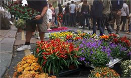 Photo de vente de plantes - Image de rawpixel.com sur freepik