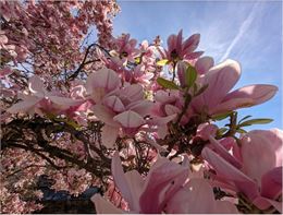 Fête du printemps des St Smoniens_Albertville