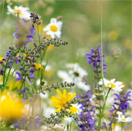 Fleurs de montagne - R.Salles - OTHMV