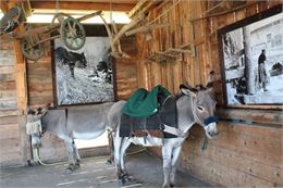 Visite de l'asinerie - ferme des ânes