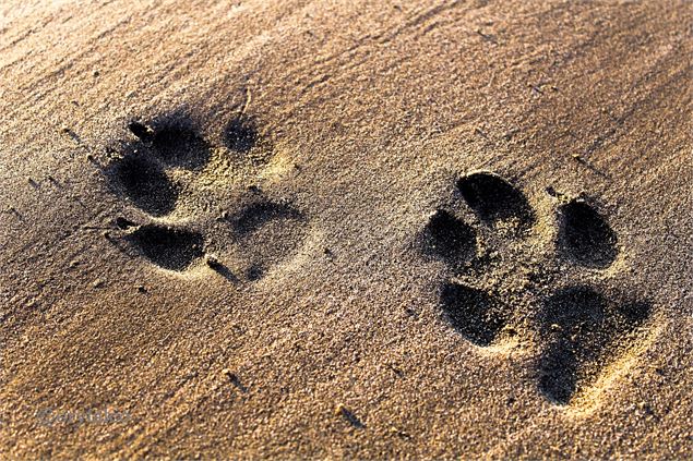 Empreintes d'animaux dans la terre - Pixabay