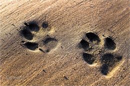 Empreintes d'animaux dans la terre - Pixabay